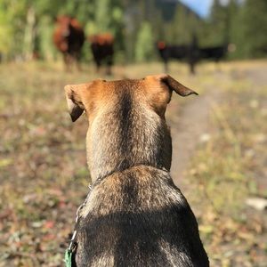 Meet your Posher, Max